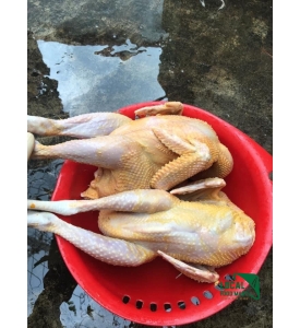 Gà thả vườn